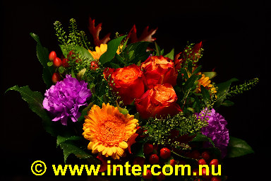100_85M3391_3327